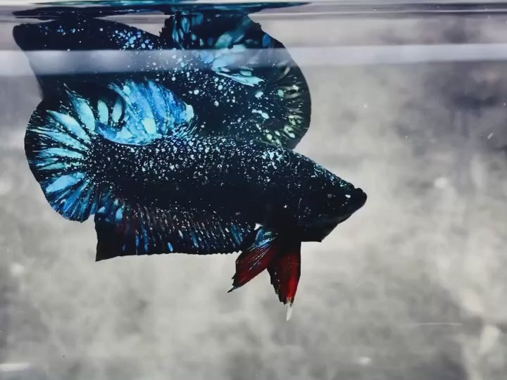 Rare Avatar Betta Fish