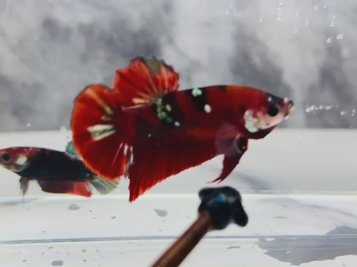 Rare Pair Red Copper Betta Fish