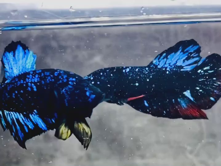 Rare Avatar Betta Fish