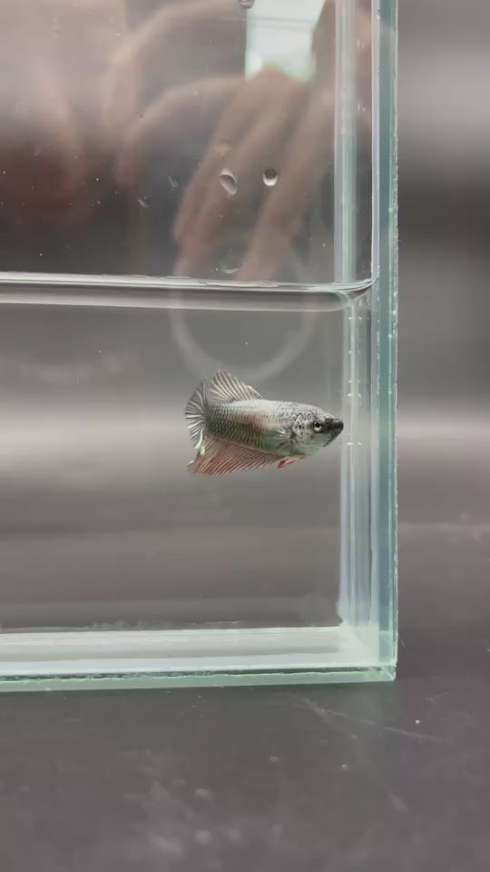 Rare Halfmoon Copper Betta Fish