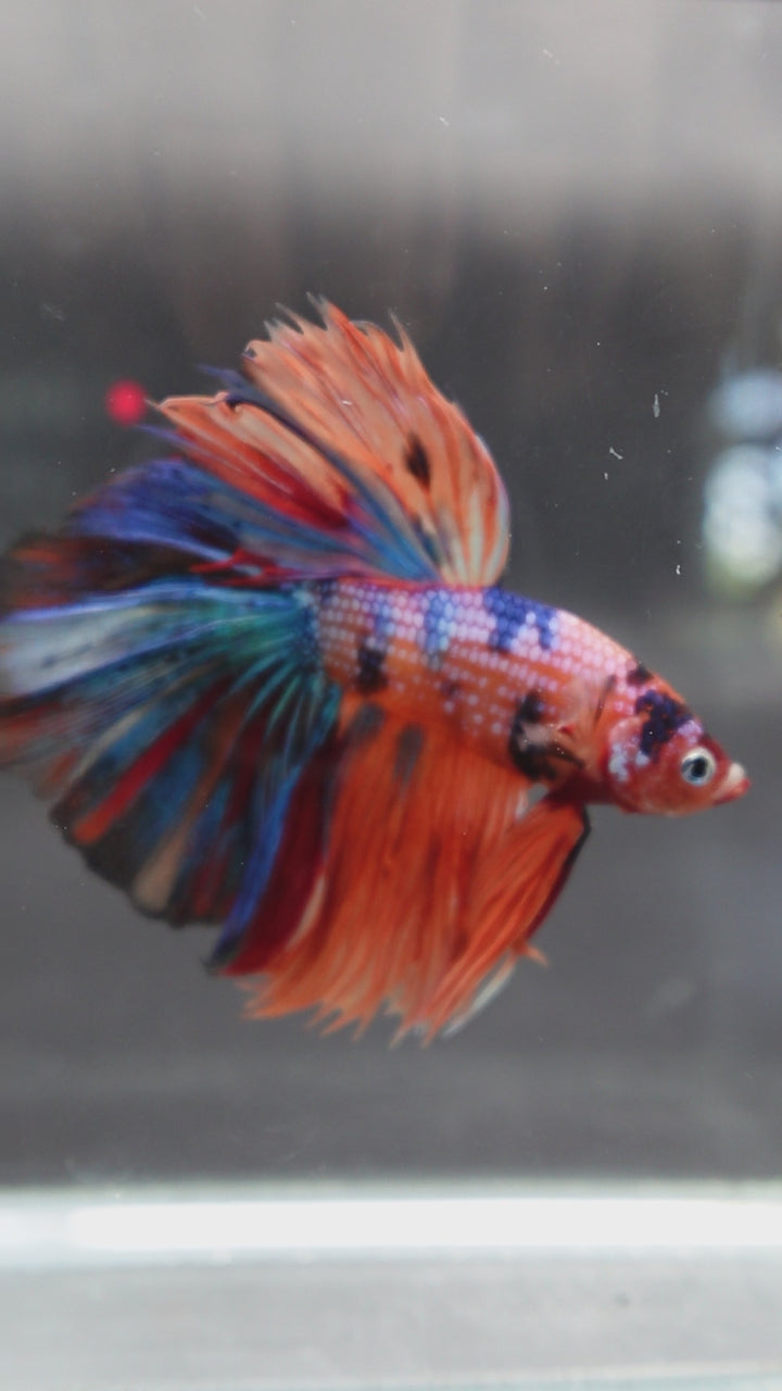 Rare Halfmoon Multicolors Betta Fish