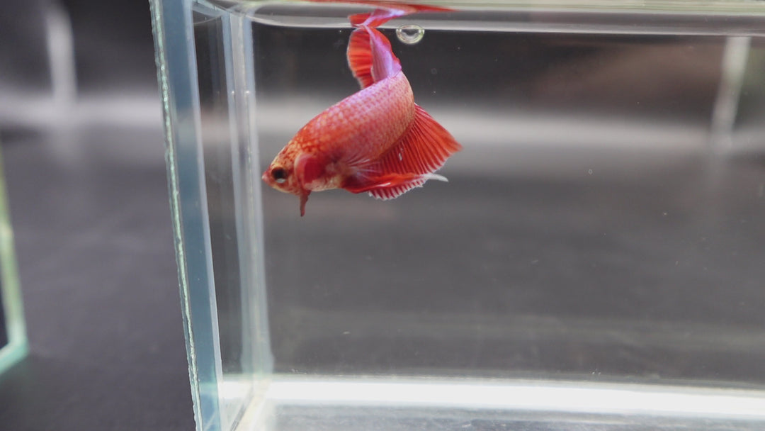 Hybrid Rose Pink Wild Betta Fish