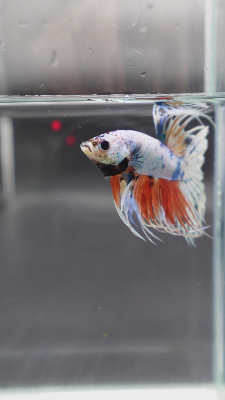 Rare Koi Crowntail Betta Fish