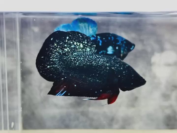 Rare Avatar Betta Fish