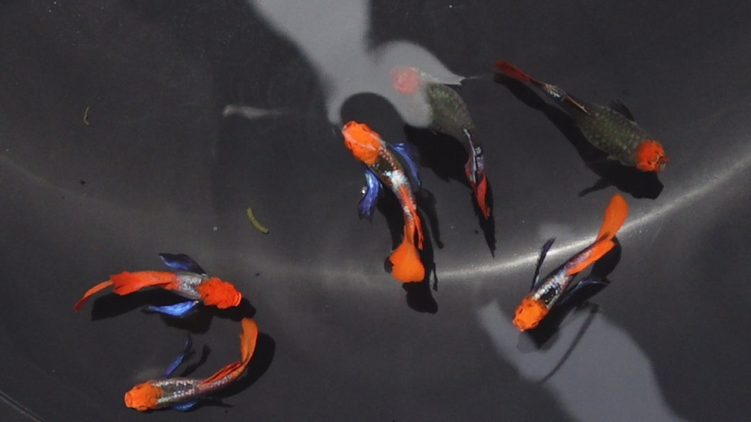 Dumbo Ear Koi Red Tail Guppy Fish