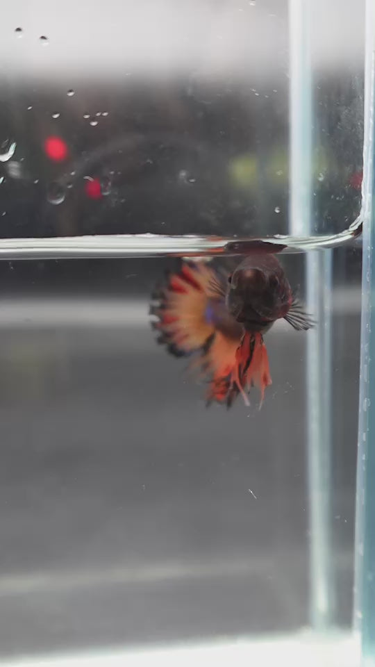 Rare CTPK Koi Betta Fish