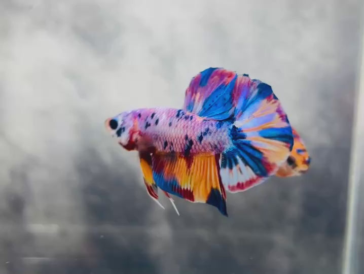 Rare Pair Koi Multicolors Betta Fish