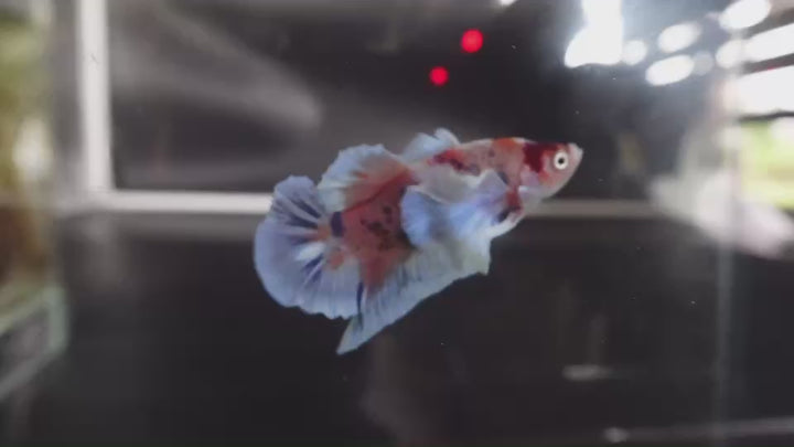 Rare Dumbo Koi Betta Fish