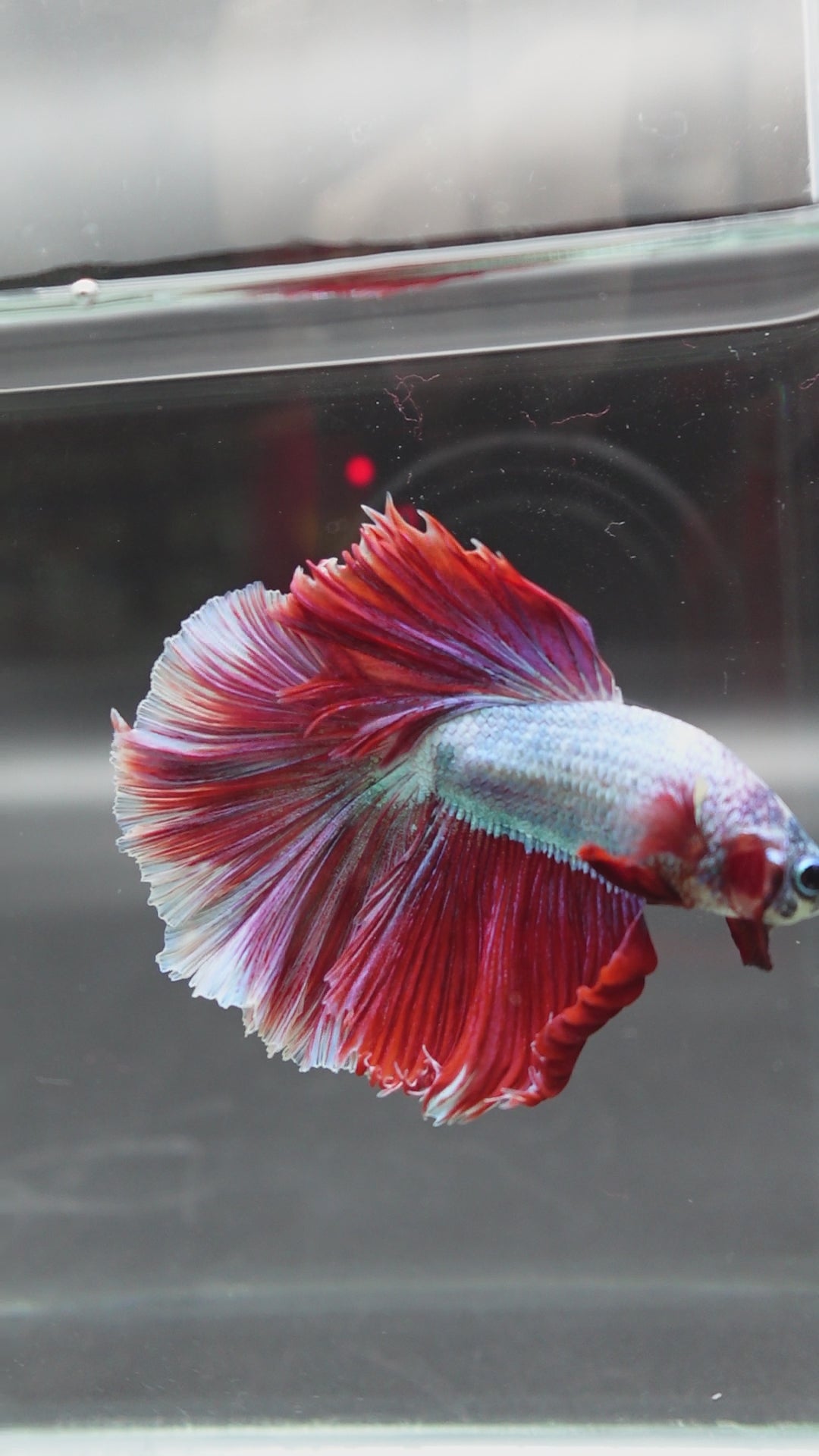 Halfmoon Red Dragon Betta Fish