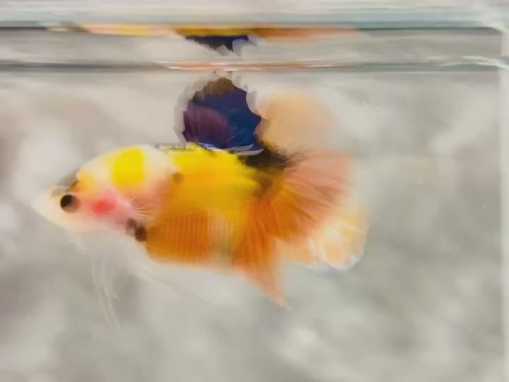 Rare Pair Koi Multicolors Betta Fish