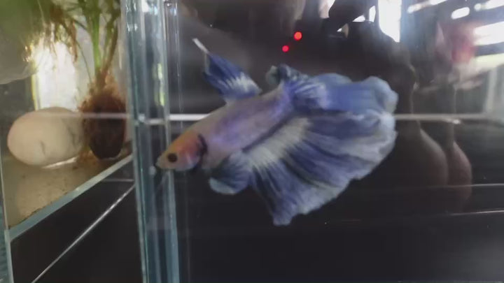 Rare Halfmoon Cloudy Betta Fish