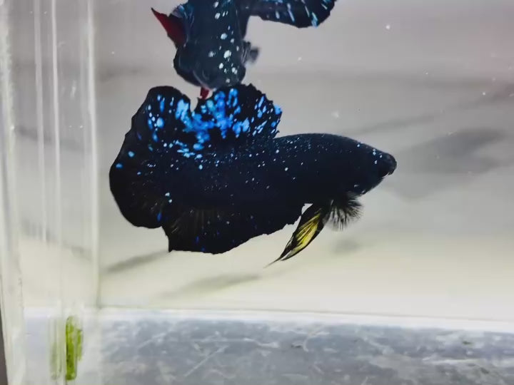 Rare Avatar Betta Fish
