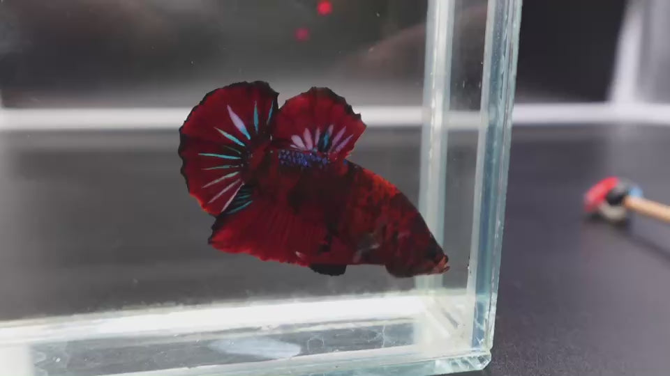 Rare Koi Multicolors Betta Fish