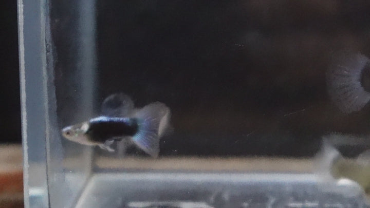 Half Black Blue Tuxedo Short Body Guppy Fish