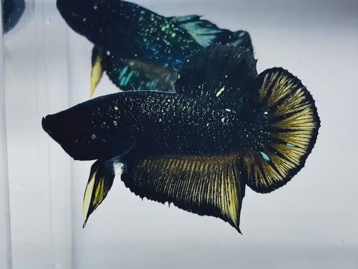 Rare Nebula Gold Betta Fish