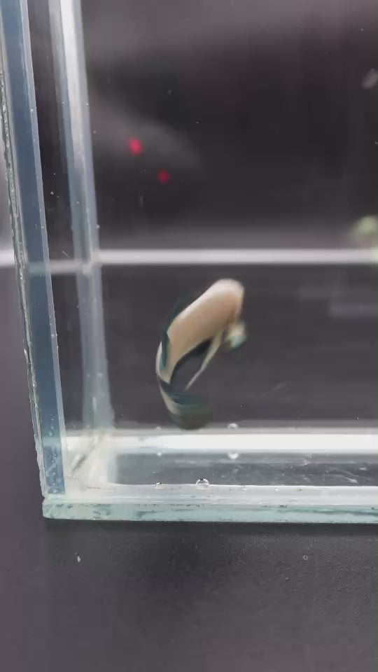 Competition grade - Copper Marble Betta Fish (MALE)