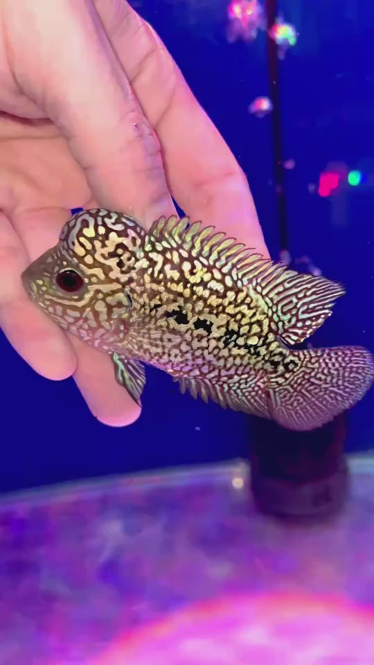 Rare Kamfa Flowerhorn