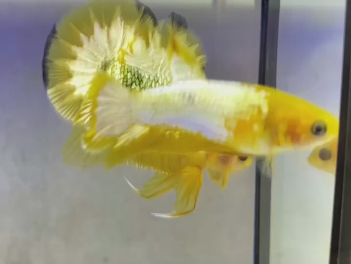 Pair Yellow Copper Startail Betta Fish