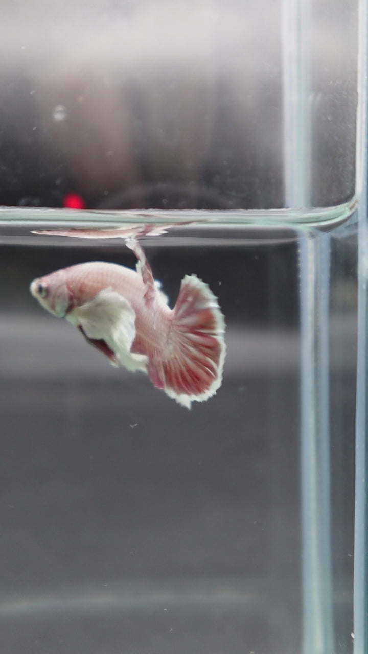 Rare Dumbo Pink Rose Betta Fish