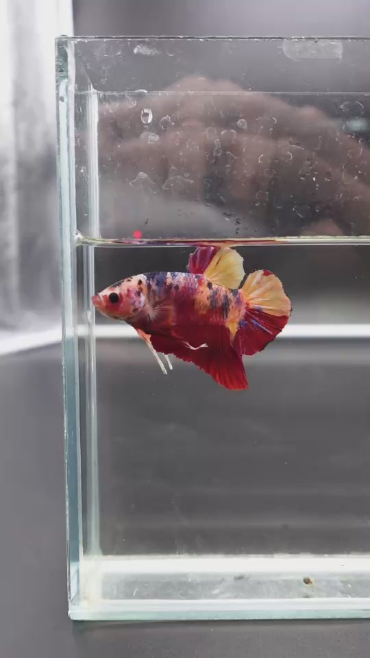 Rare Giant Multicolors Betta Fish