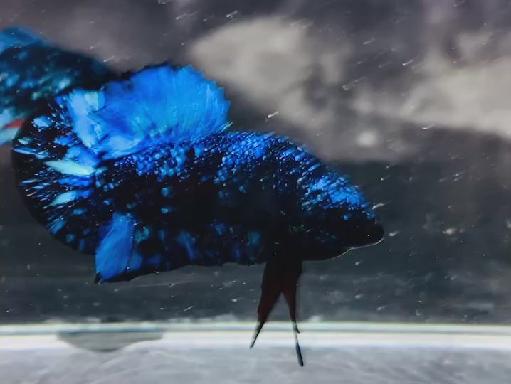 Rare Avatar Betta Fish