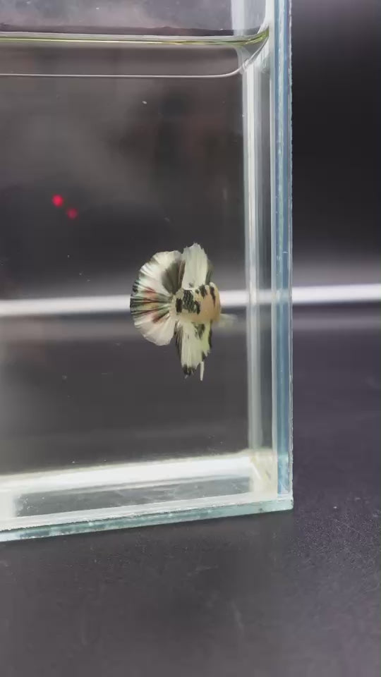 Competition grade - Koi Copper Betta Fish