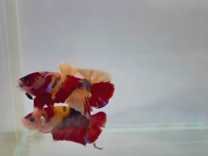 Rare Pair Koi Multicolors Betta Fish