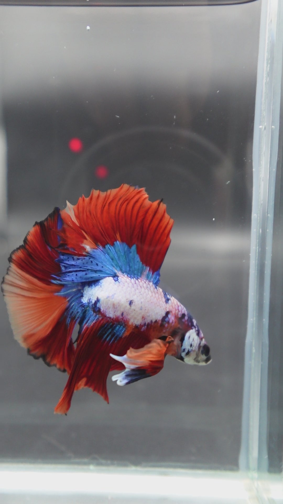 Rare Halfmoon Multicolors Betta Fish