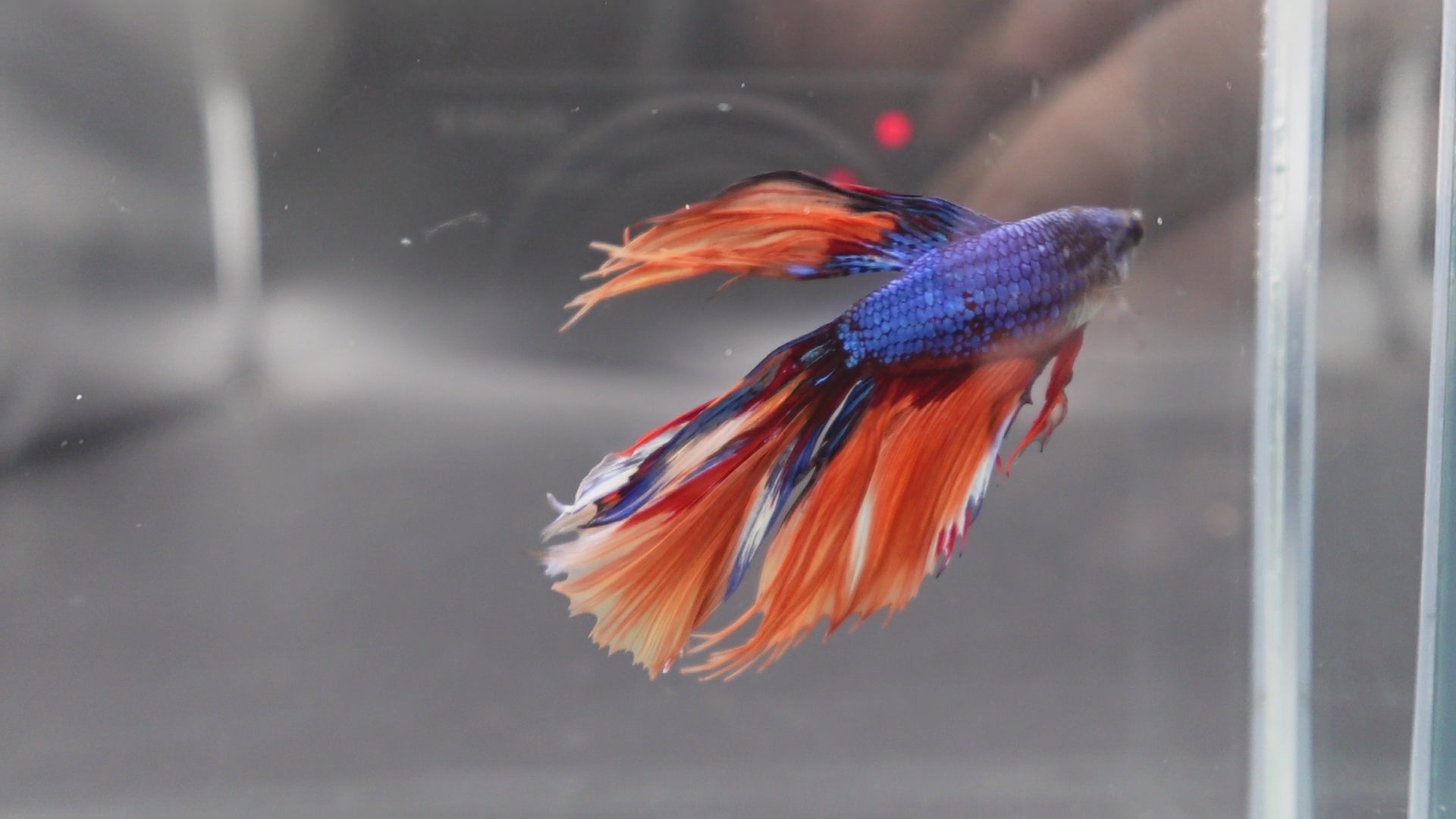 Rare Halfmoon Multicolors Betta Fish