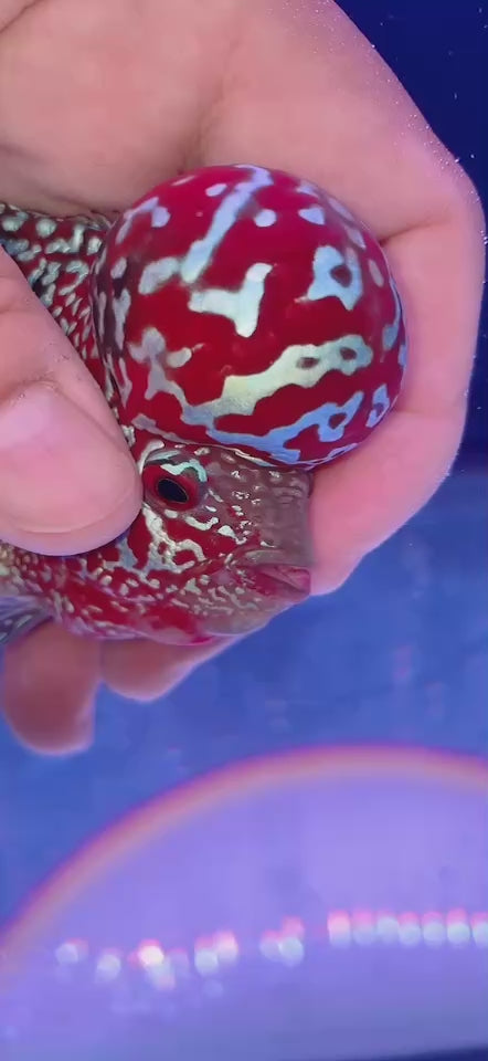 Rare Flowerhorn 4 inch