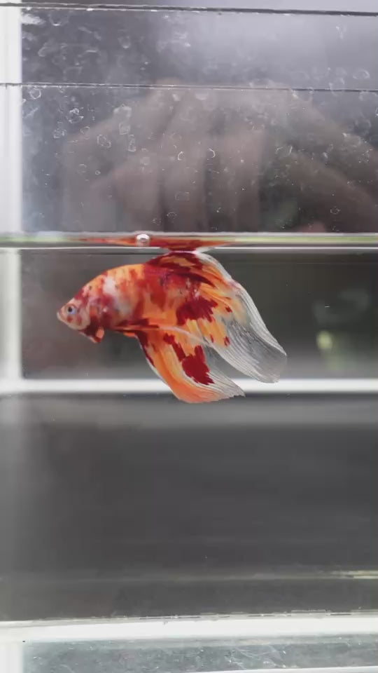 Rare Veiltail Koi Betta Fish