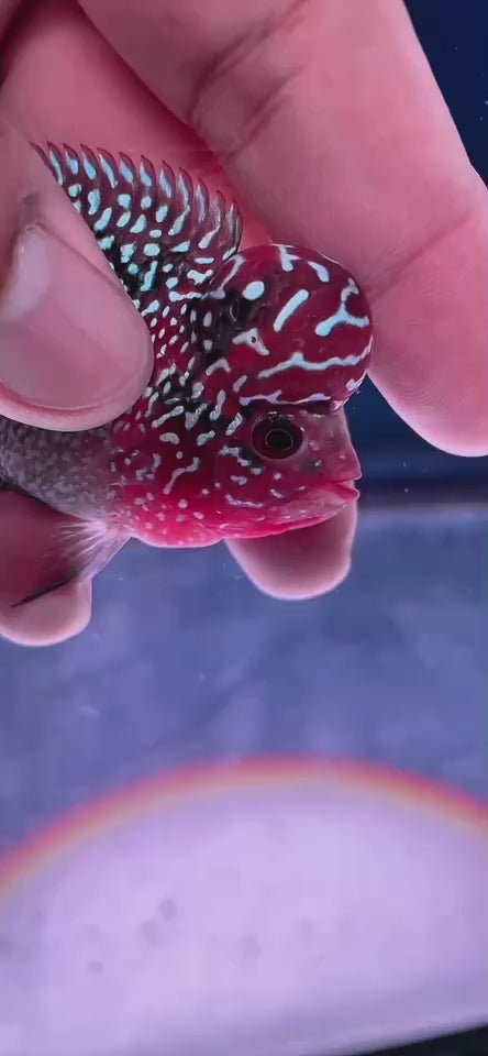 Rare Flowerhorn 4 inch