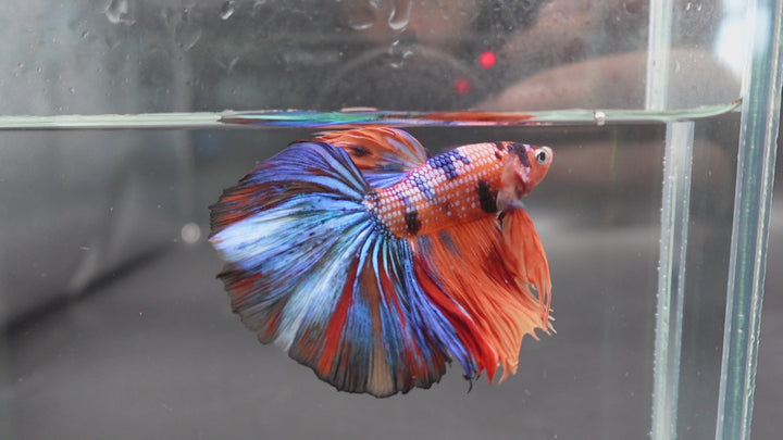 Rare Halfmoon Multicolors Betta Fish