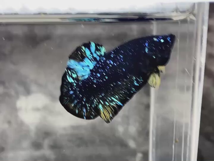 Rare Avatar Betta Fish