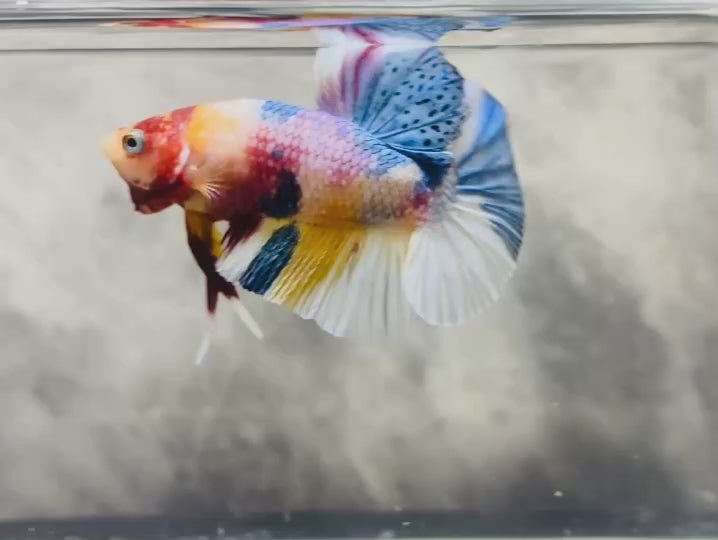 Rare Koi Multicolors Betta Fish