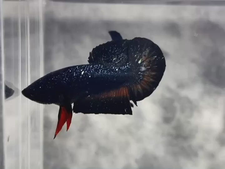 Rare Avatar Betta Fish
