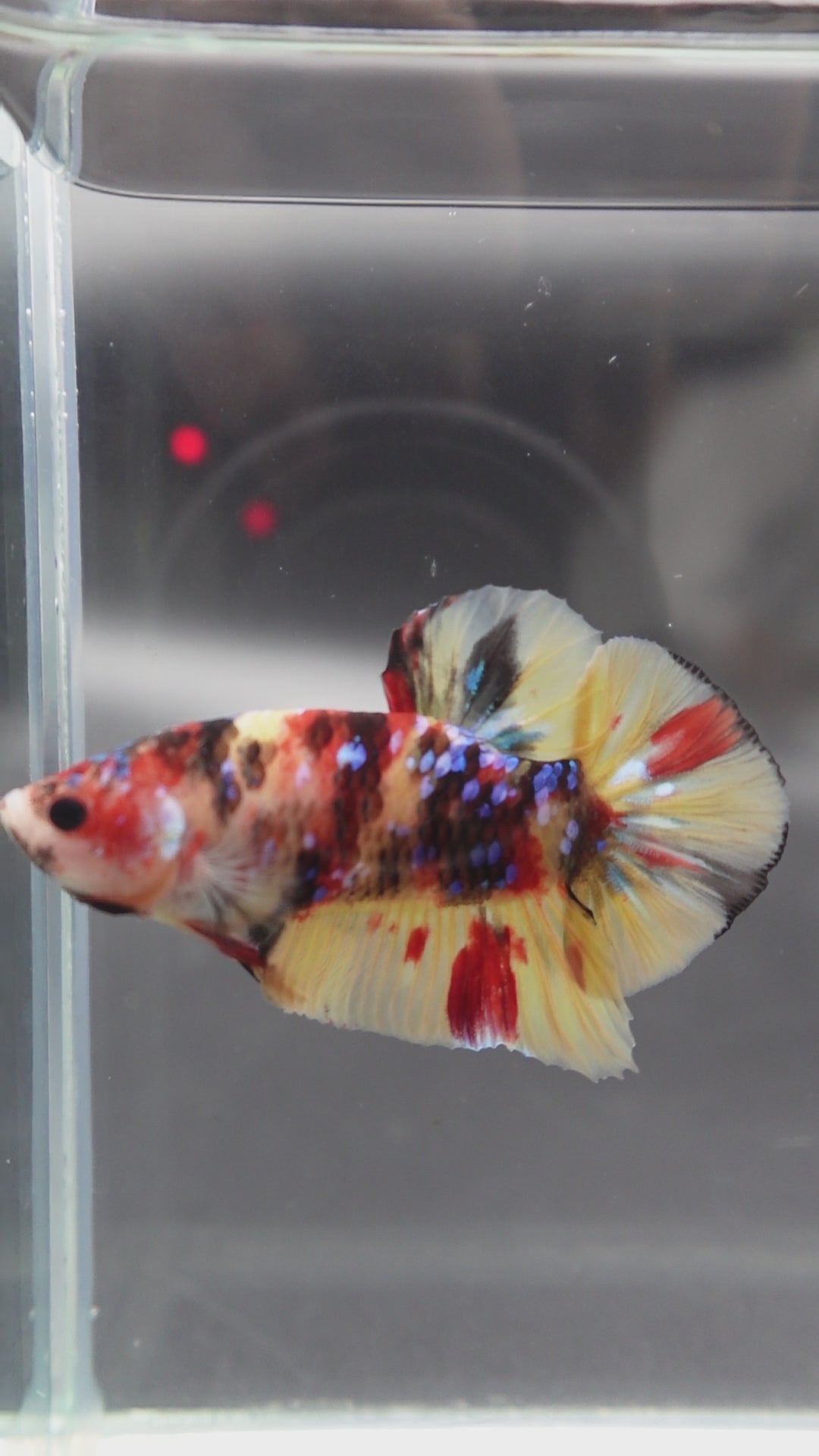 Rare Koi Multicolors Betta Fish