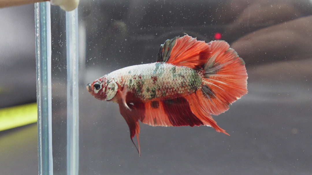 Rare Giant Red Copper Betta Fish