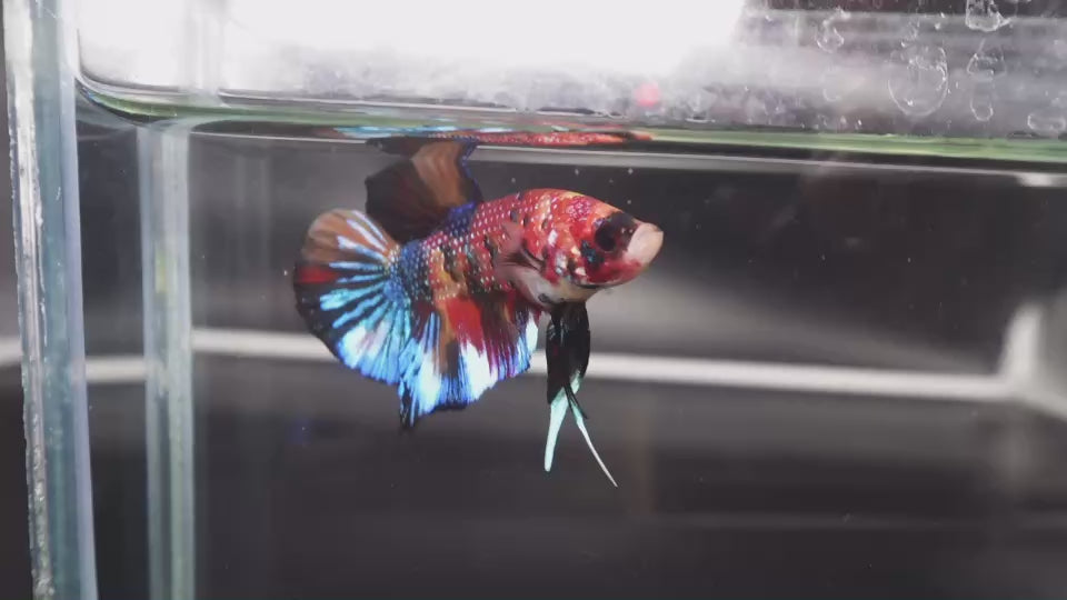 Competition grade - Multicolors Betta Fish