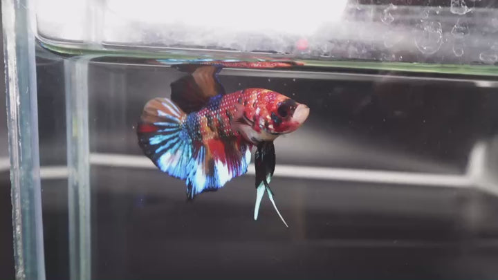 Competition grade - Multicolors Betta Fish