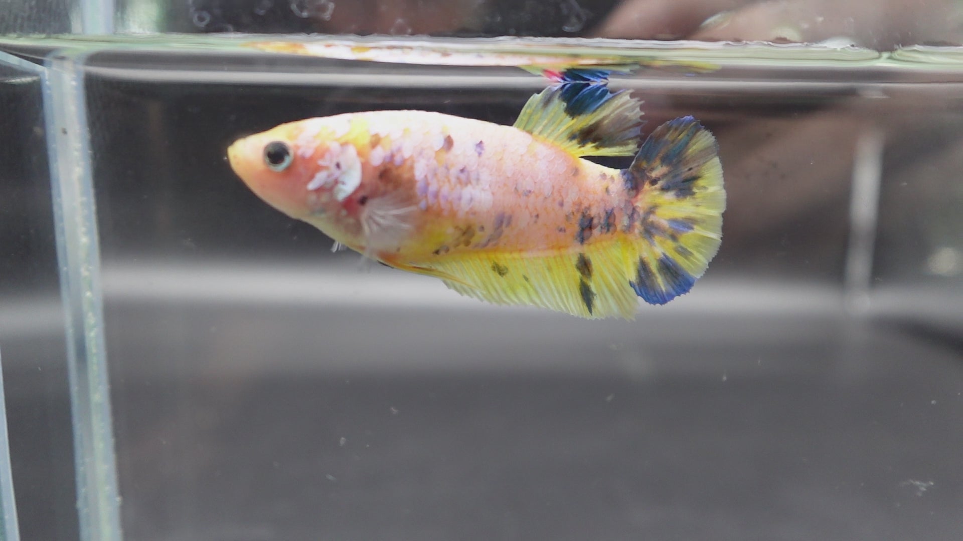 Rare Super Giant Yellow And Blue Betta Fish (Female)