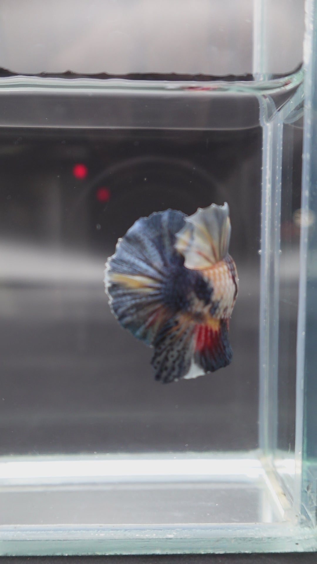 Rare Dumbo Koi Multicolors Betta Fish