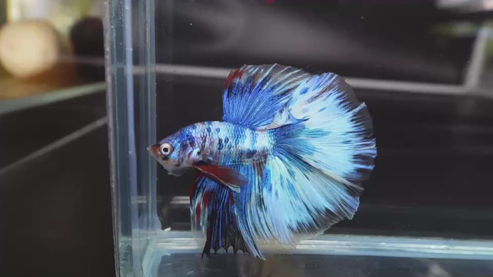 Rare Halfmoon Multicolors Betta Fish