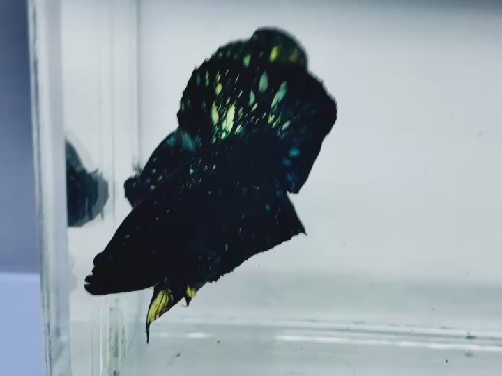 Rare Nebula Gold Betta Fish