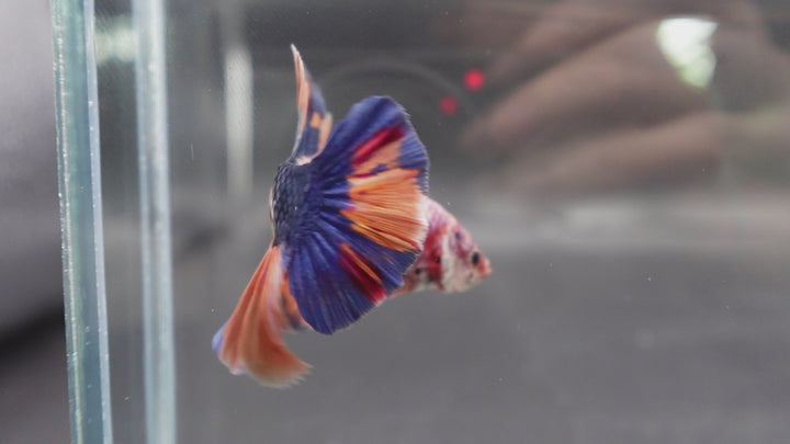 Rare Giant Multicolors Betta Fish