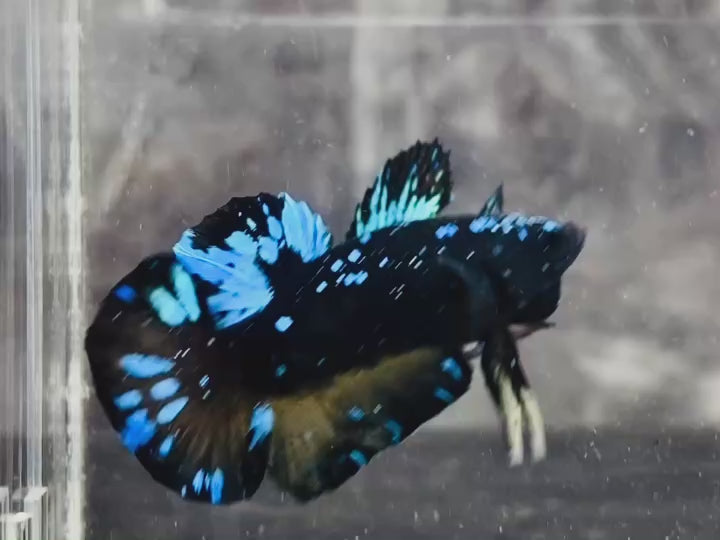 Rare Avatar Betta Fish (Male) - AV1004