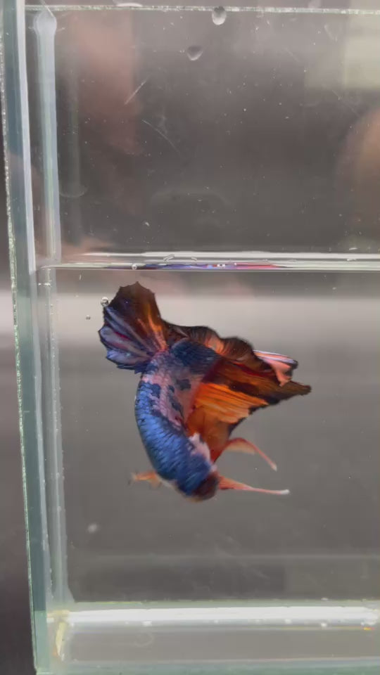 Competition Super Giant Multicolors Betta Fish