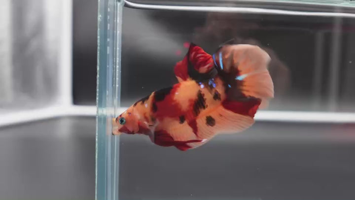 Rare Giant Multicolors Betta Fish