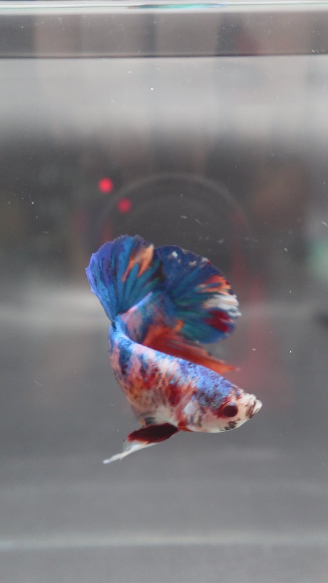 Rare Giant Multicolors Betta Fish