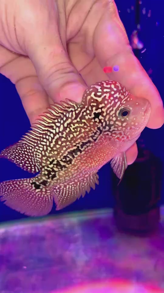 Rare Kamfa Flowerhorn